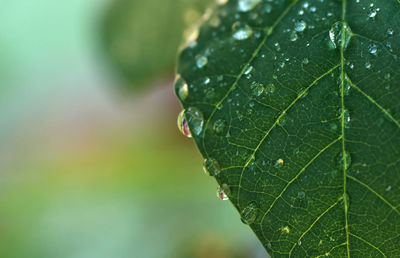 Close-up of raindrops on leaves