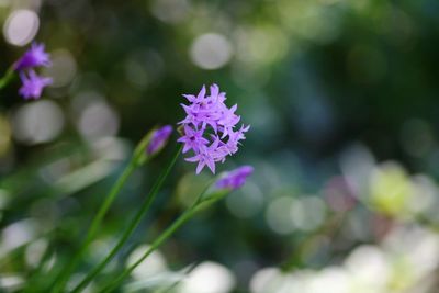 Close-up of purple flowering plant