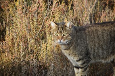 Close-up portrait of tabby cat on land