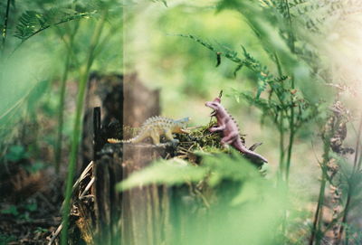 Close-up of lizard on glass