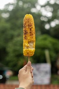 Human hand holding grill corn