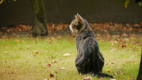 Cat sitting on a field