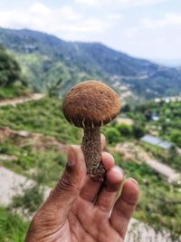 Close-up of hand holding mushroom