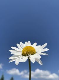 Close-up of white daisy against sky