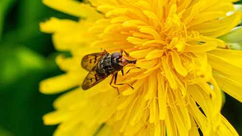 Close-up of hoverfly on yellow flower