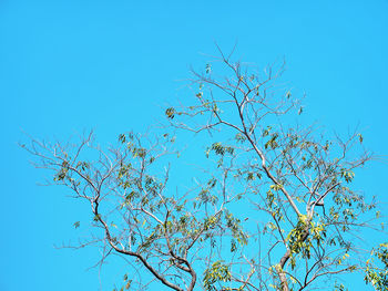 Low angle view of bare tree against clear blue sky