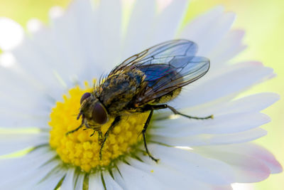 Close-up of insect on flower
