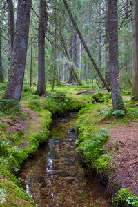 Stream flowing amidst trees in forest