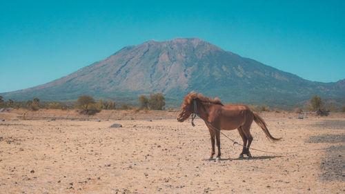 Horse standing on field against mountain range