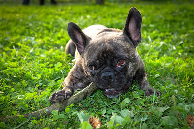 Close-up of dog