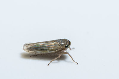Close-up of insect over white background