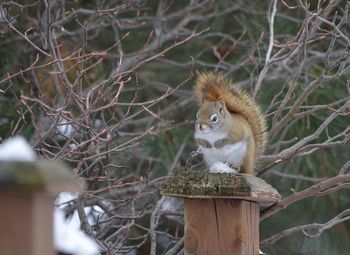 Portrait of a squirrel on tree branch