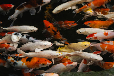 High angle view of koi carps swimming in pond