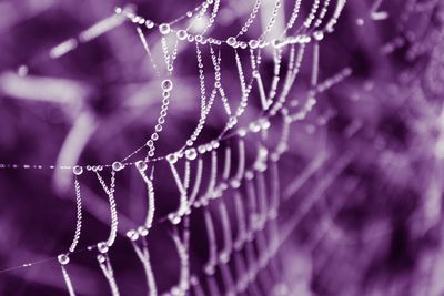 Close-up of spider web