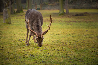 Deer grazing on grassy field in forest