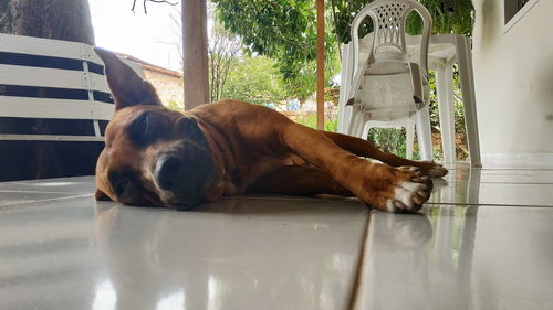 Dog sleeping on floor