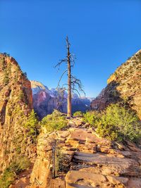 Plants growing on land against clear blue sky
