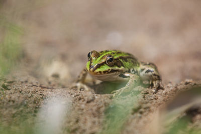 Close-up of frog on land