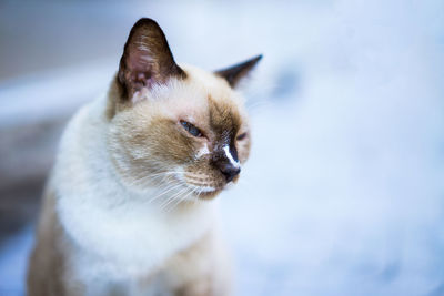 Close-up of cat