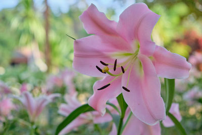 Close-up of pink flower