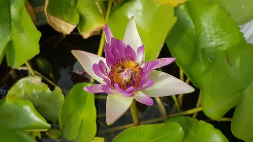 Close-up of pink lotus water lily