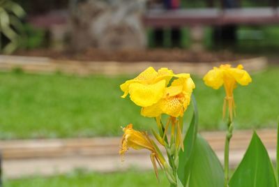 Close-up of yellow daffodil blooming outdoors