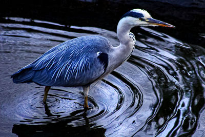 Side view of a bird in lake