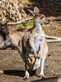 Kangaroo carrying joey in pouch during sunny day