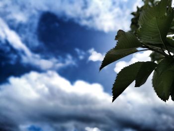 Low angle view of plant leaves against sky