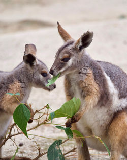 Close-up of two wallabys eating a leaf