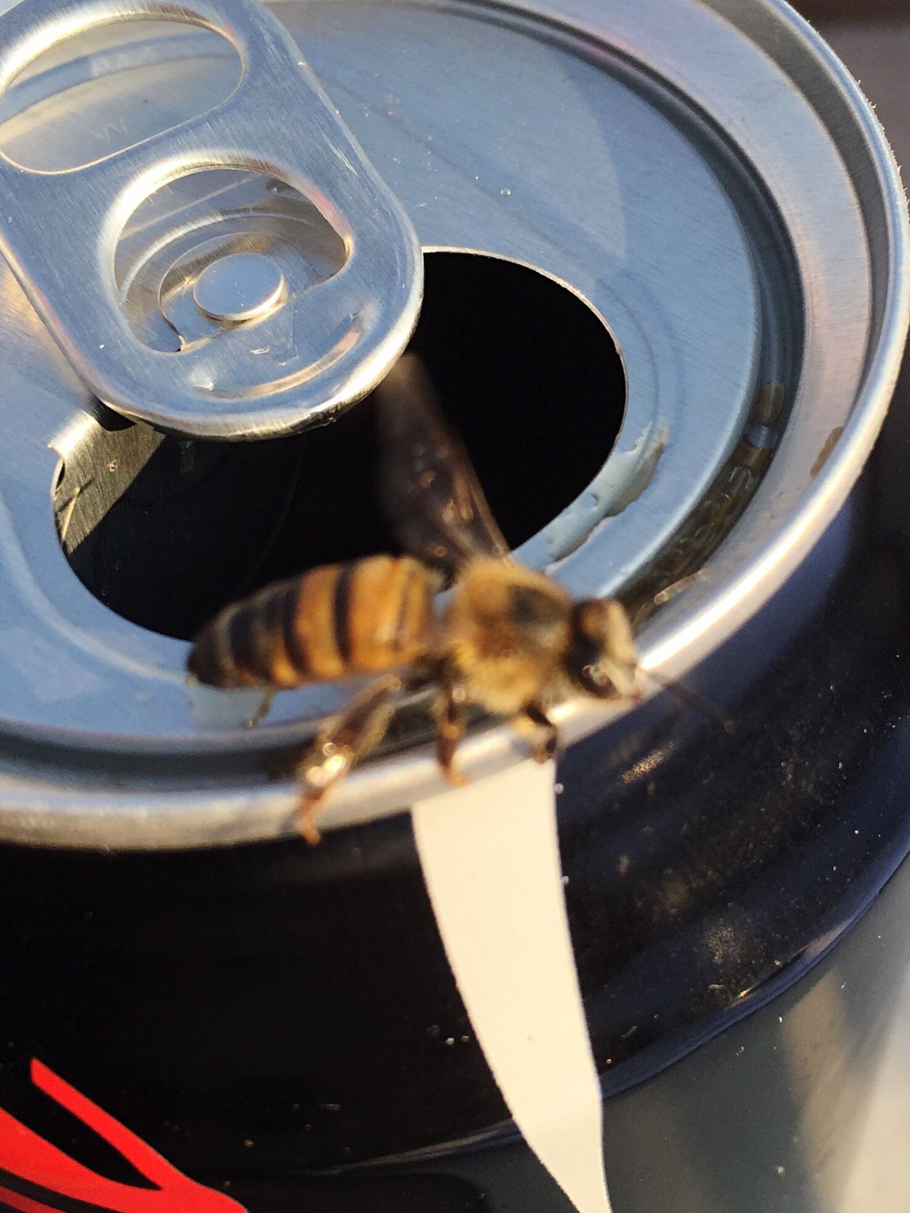 Thirsty bee