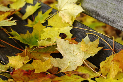 Close-up of autumn leaves on wooden bench