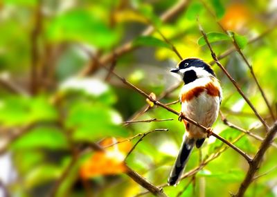 Bird perching on tree