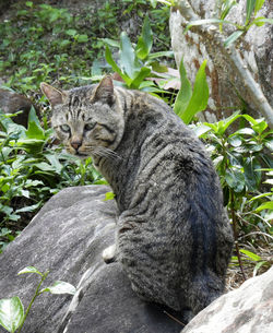 Cat sitting on a tree