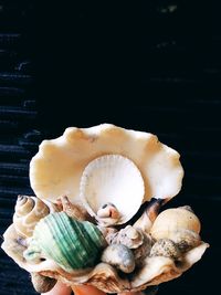 High angle view of shells on table