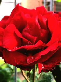 Close-up of red rose