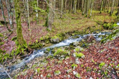 Scenic view of waterfall in forest