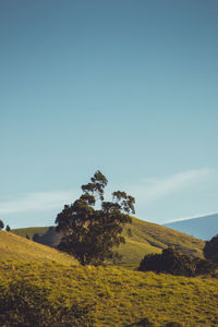 Trees on field against clear blue sky