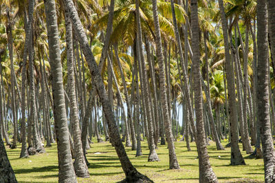 View of trees in forest