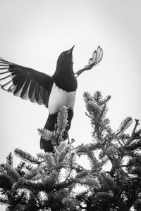 Low angle view of bird flying against the sky