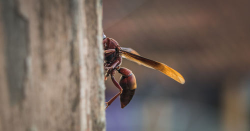 Close-up of insect on wood