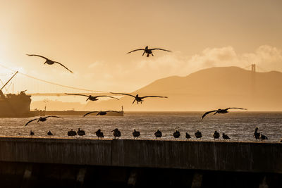 Silhouette birds flying over sea against sky during sunset