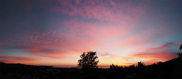 Silhouette of trees at sunset