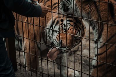 High angle view of cat in cage