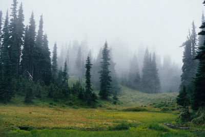 Scenic view of trees growing in forest during foggy weather