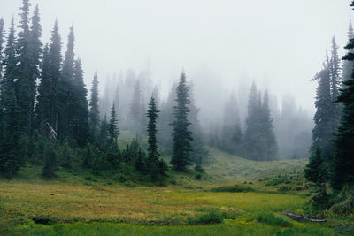 Pine trees in forest during winter