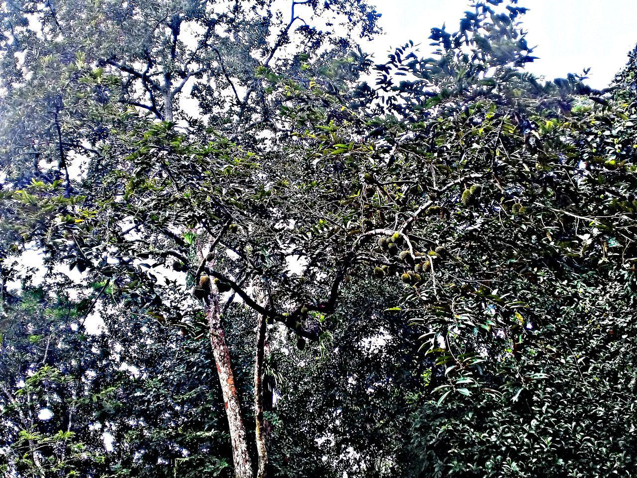 LOW ANGLE VIEW OF FLOWERING TREE