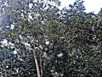 Low angle view of flowering tree in forest