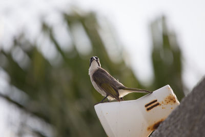 Close-up of bird perching on wood