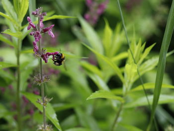 Close-up of bee pollinating on flower